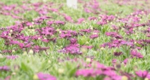floricultura ballhort 2