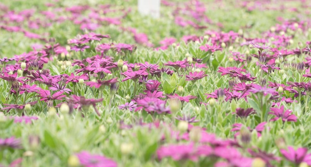 Entrevista con Juan Roberto Barillas, Gerente General de Floricultura y Compañía Limitada