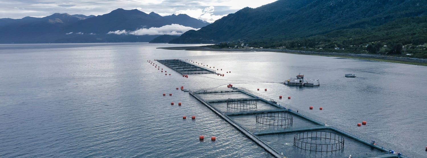 Inteligencia Artificial para la industria acuícola