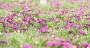 floricultura ballhort 2